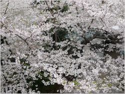 ユマ 0651.jpg